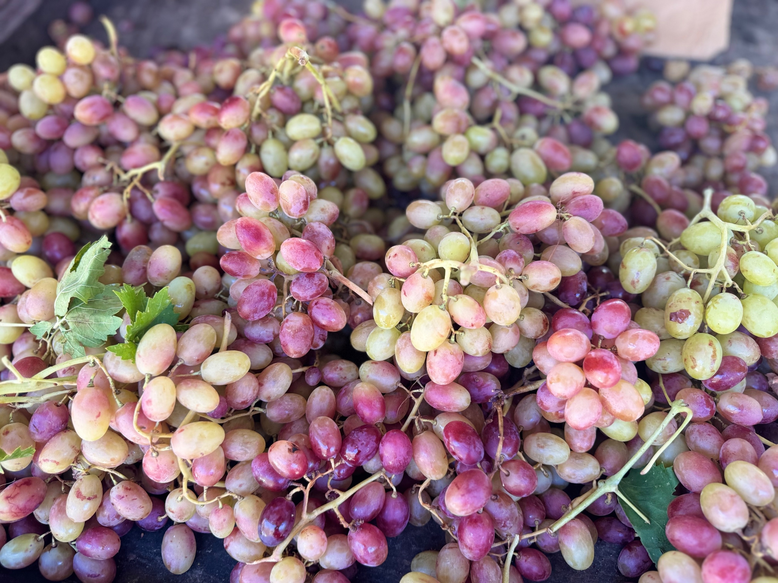 Wochenmarkt Rhodos 💥🍎🍇🍋🍅🥭🍐💯