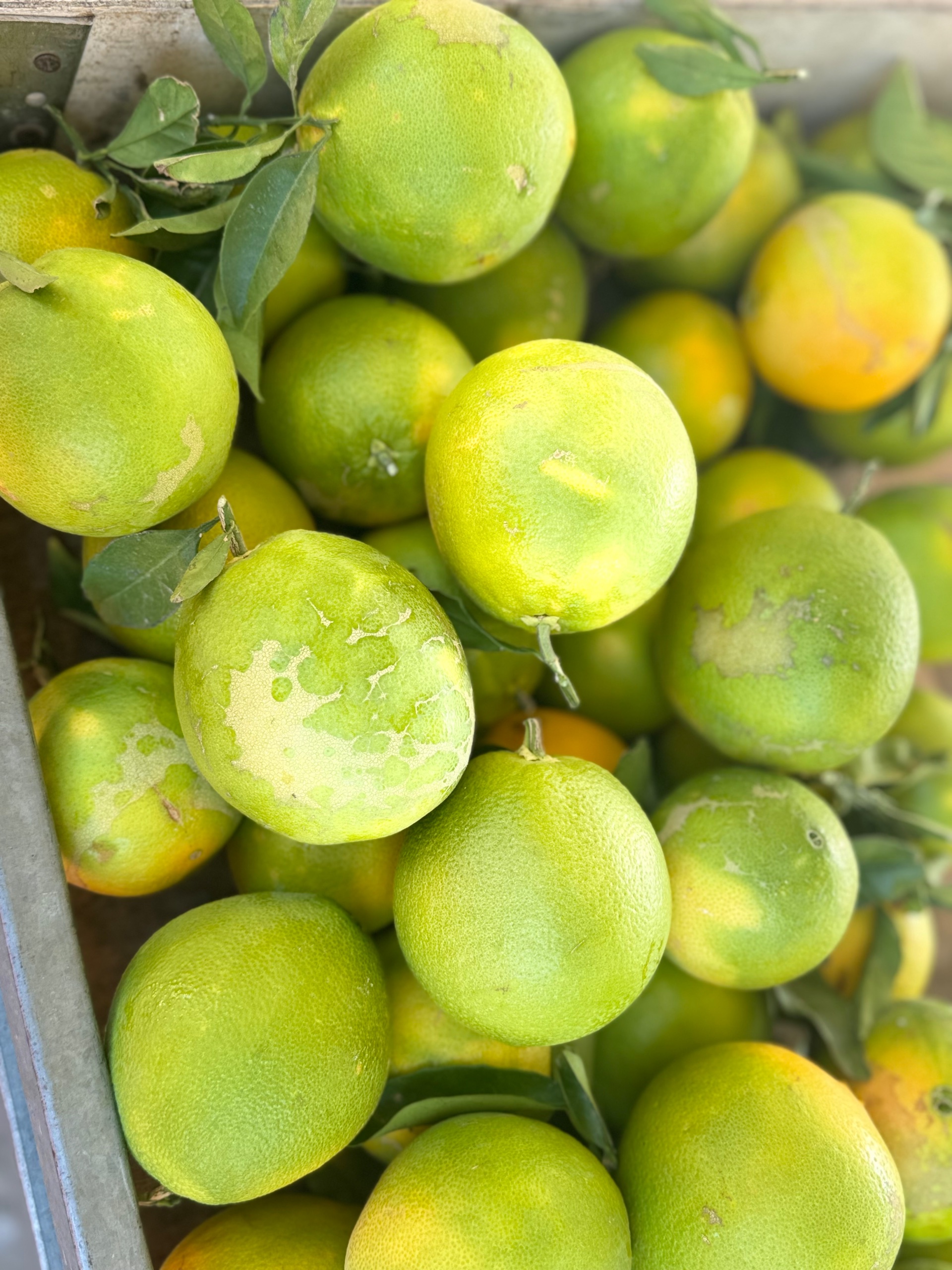 Wochenmarkt Rhodos 💥🍎🍇🍋🍅🥭🍐💯